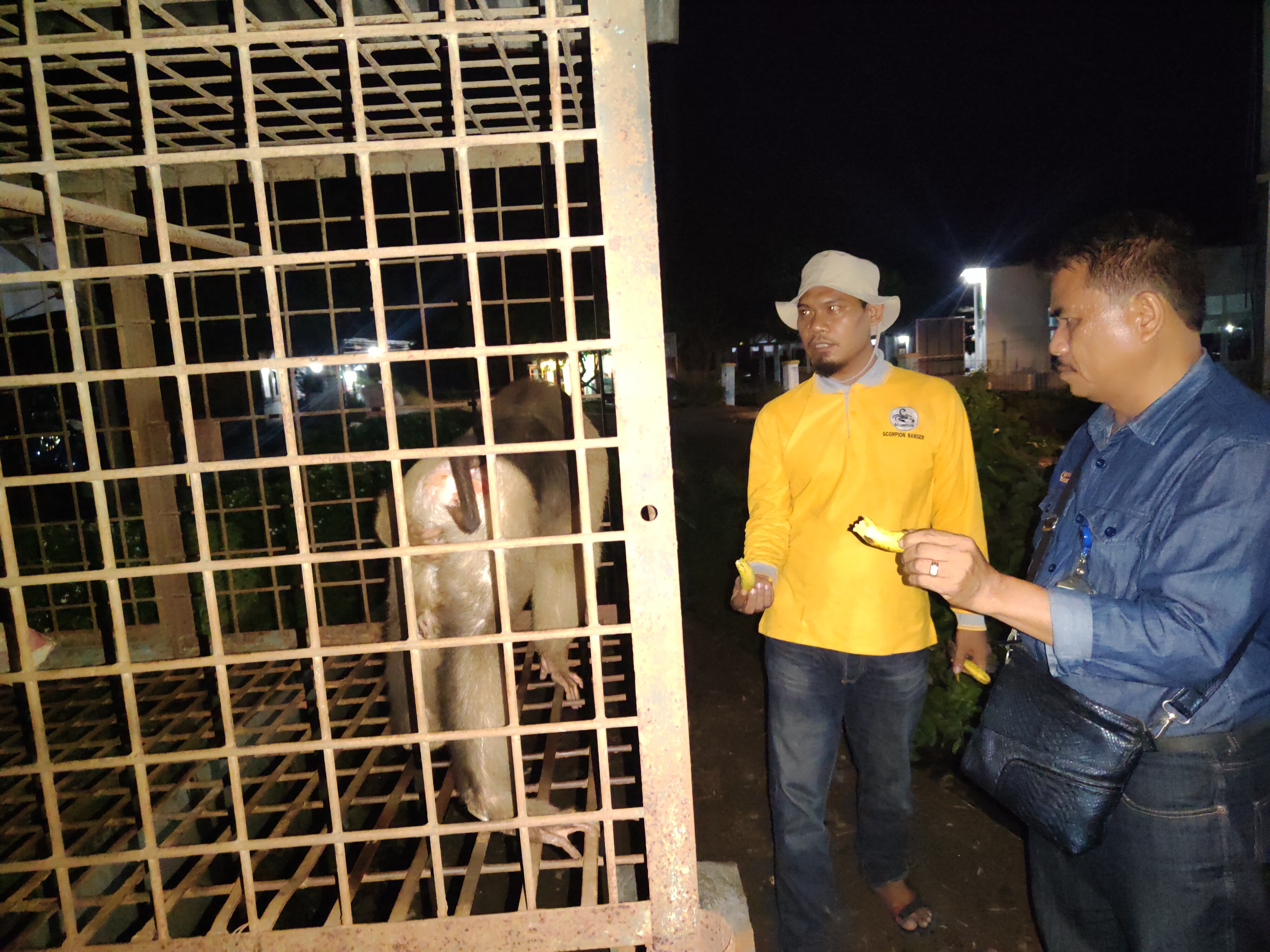 Macaques Evacuation from Marike, Langkat, North Sumatra (September 19, 2022)